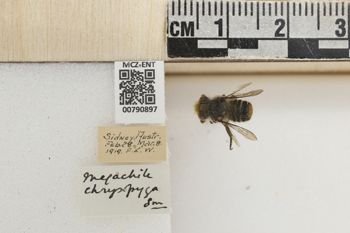Media type: image;   Entomology 790897 Aspect: Labels